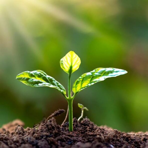 Sustainability (1)